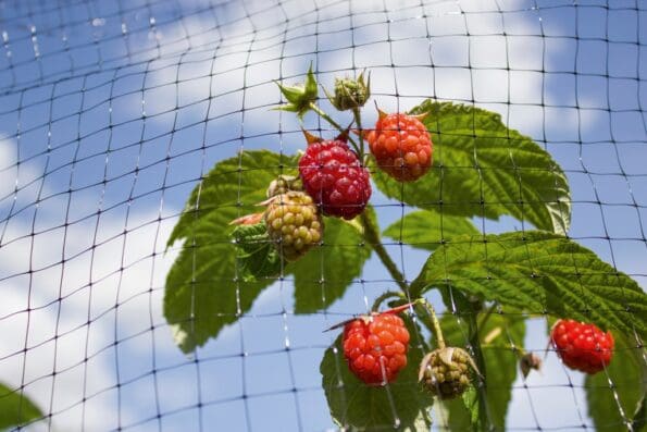 Fruit Cage Net