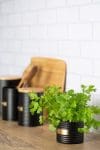 Otto Herb Planter